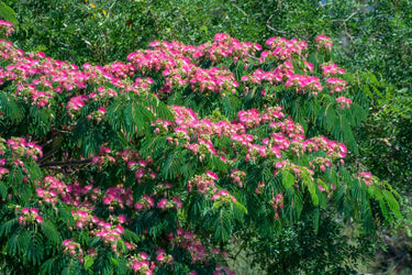 25 MIMOSA / Persian SILK TREE Albizia Julibrissin Seeds